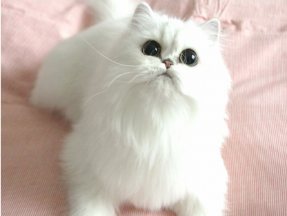 1469090551434398.png 波斯猫咪.png