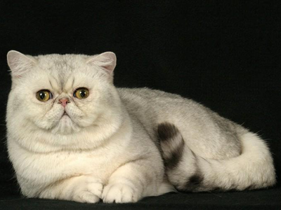 1471413882803026.png 异国短毛猫222.png