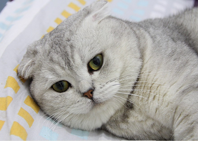 1472201018848636.png 英短猫咪.png