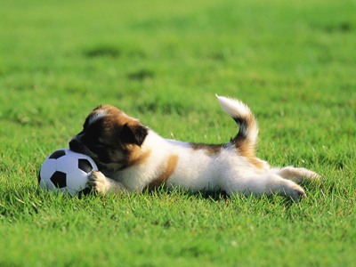 1478153955329019.jpg animal_mx069_pretty_puppies_puppy_garden_adventure_15239_18.jpg