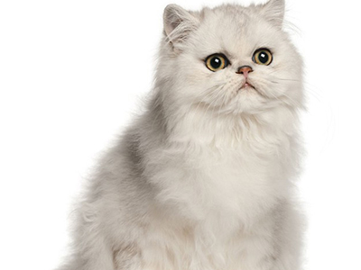 1484022539740897.jpg 波斯猫4.jpg