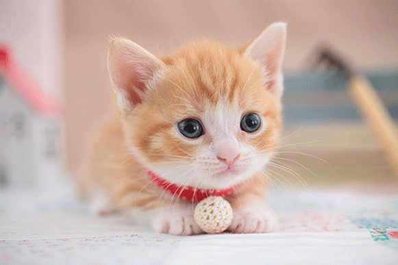 1498462517600469.gif cvbghjkl.gif